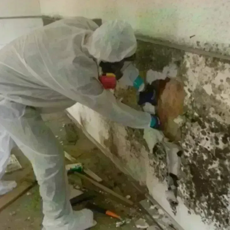 Mold Remediation and Removal in Wellford, SC